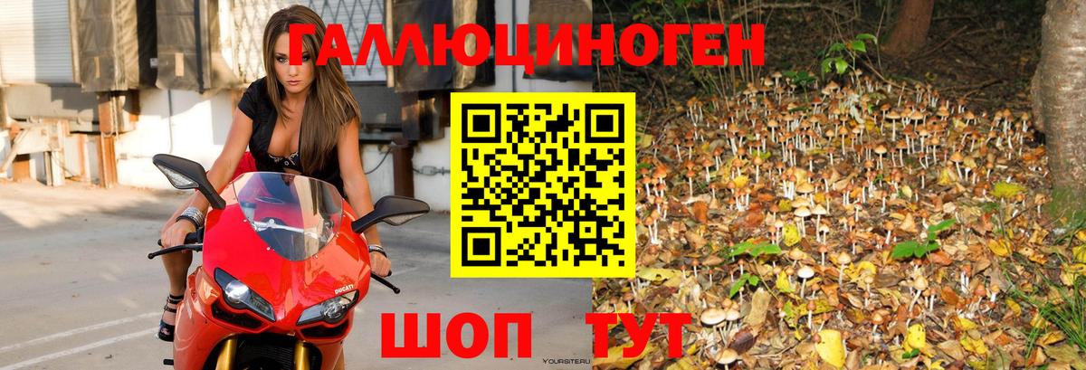 Краснокаменск  Псилоцибиновые грибы Cubensis  Псилоцибиновые грибы MAGIC MUSHROOMS  Вход с VPN 